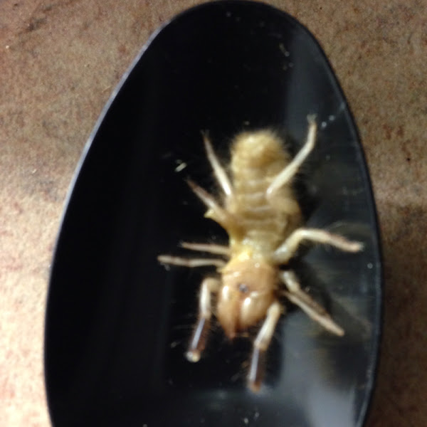 Sunspider | Project Noah