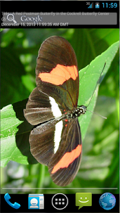 How to install Butterflies LWP lastet apk for pc