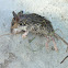 White-footed Mouse