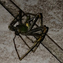 Green lynx spider