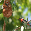 Mistletoe Bird