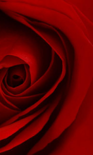 Red Flowers Wallpapers Screenshots 3