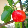 Acerola (Barbados Cherry)