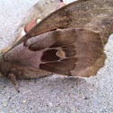 Polyphemus Moth