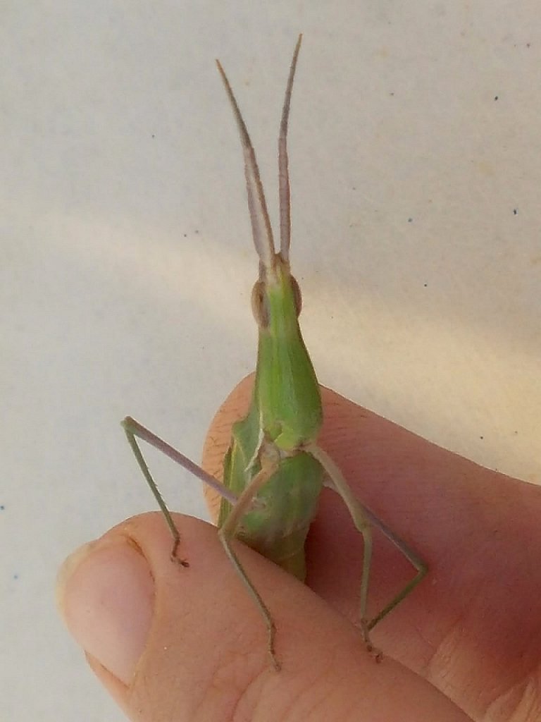 Mediterranean Snouted Grasshopper (Ακρίδα η Ουγγρική)