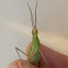 Mediterranean Snouted Grasshopper (Ακρίδα η Ουγγρική)