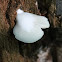 small white polypore