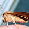 Bicolored Sallow Moth