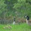 Canada Geese with goslings