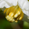 Mayapple Blossom