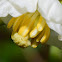 Mayapple Blossom