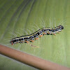 Moth Caterpillar