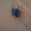 Namib Desert beetle