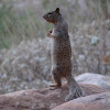 Rock Squirrel