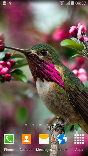免費下載個人化APP|Hummingbirds Live Wallpaper app開箱文|APP開箱王