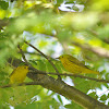 Yellow Warbler