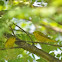 Yellow Warbler