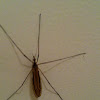 Mosquito Hawk