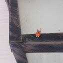 Multicolored Asian Ladybird or ladybug