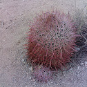 California barrel cactus