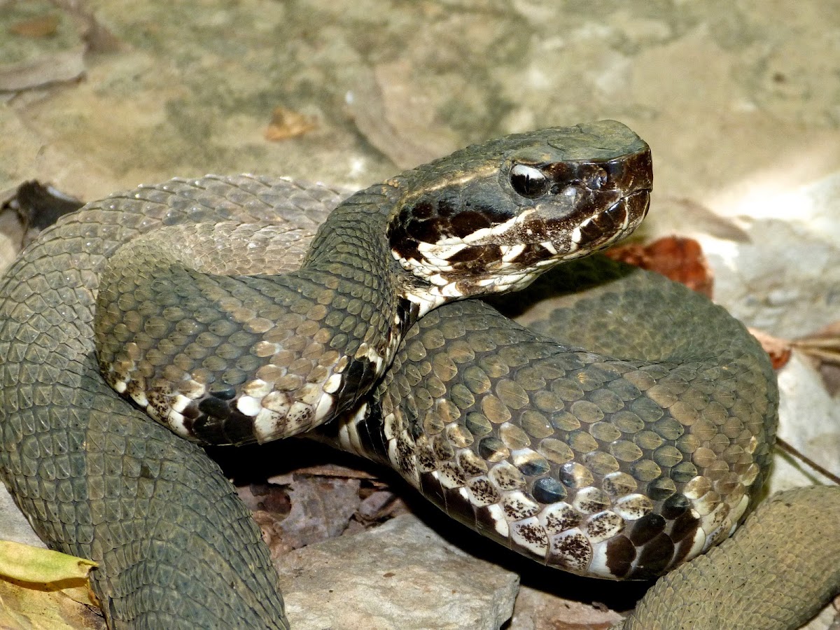 Cottonmouth (sub-adult)