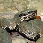 Cottonmouth (sub-adult)