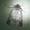 Rifargia moth