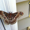 Promethea Moth