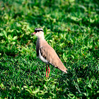 Crowned Lapwing