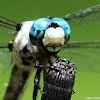 Great blue skimmer dragonfly, male