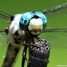 Great blue skimmer dragonfly, male