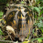 eastern box turtle