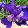 Emperor Siberian Iris