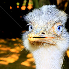 Blue eyed girl by Tracy Rautenbach - Animals Birds