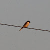 Loggerhead Shrike