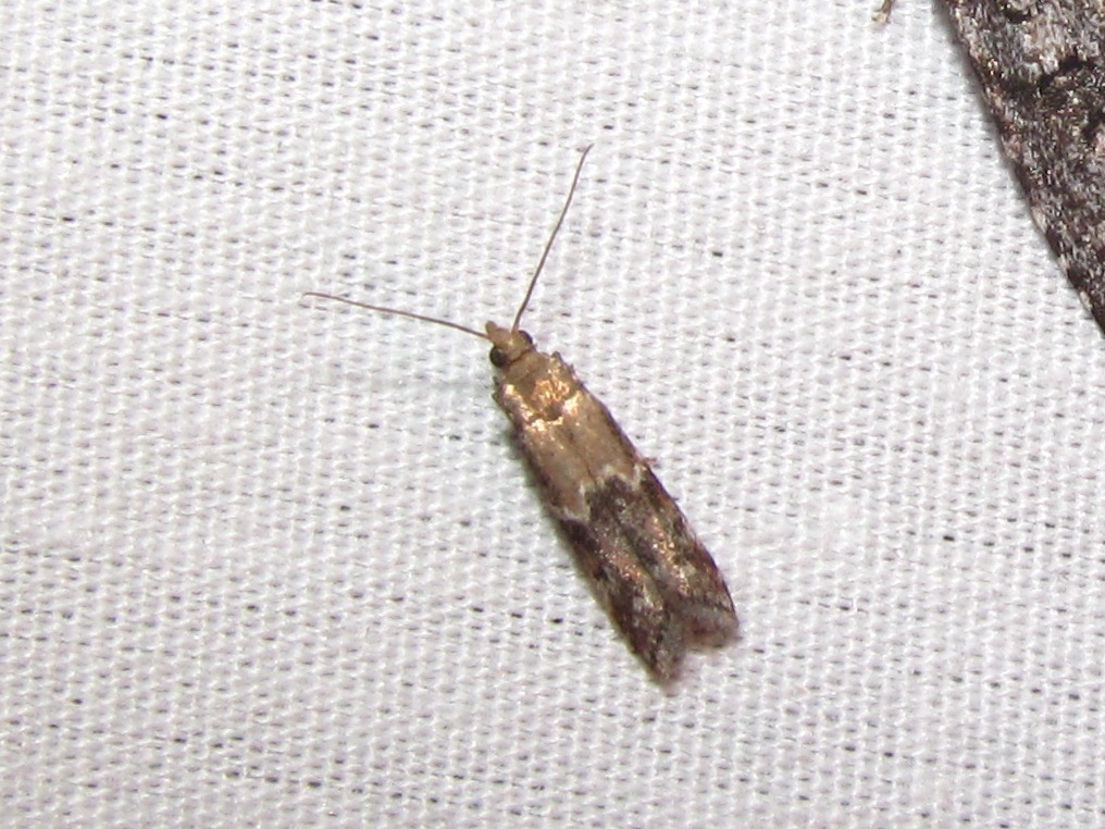 Phycitinae moth