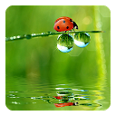 Ladybug Live Wallpaper mobile app icon