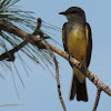 Western Kingbird