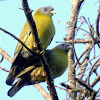 The Yellow-footed Green Pigeon