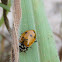 Convergent Lady Beetle