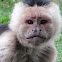 White-headed Capuchin Monkey