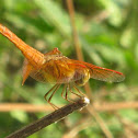 Common NameFlame Skimmer Dragonfly