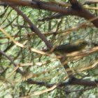 Oranger-crowned Warbler