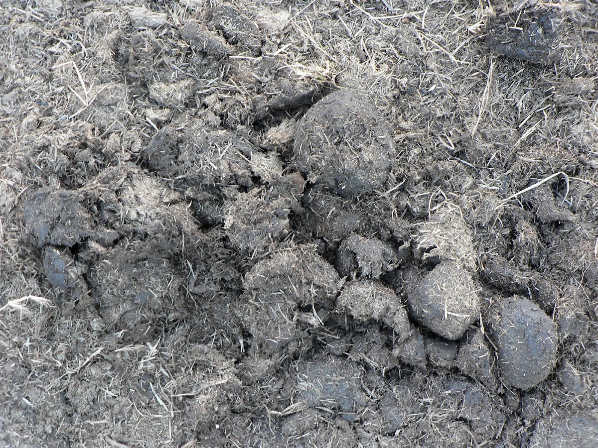 Square-Lipped Rhonoceros (Dung Midden)