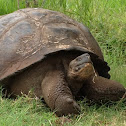 Giant Tortoise