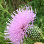 Spear Thistle