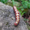 Linden Prominent Moth Larva