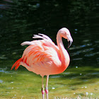 Chilean Flamingo