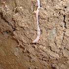 earth worm