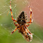 European Garden Spider